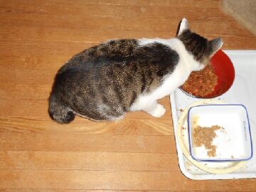 8月29日（14）仮