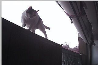 12月30日（21.1）仮