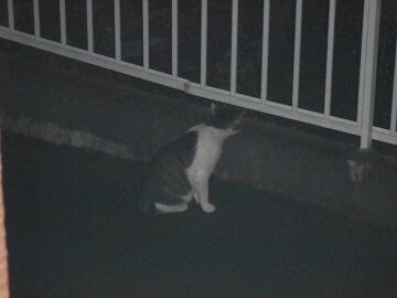 7月13日（49）仮