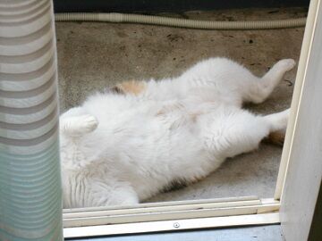 8月26日（13）仮