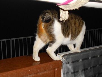 4月12日（38）仮