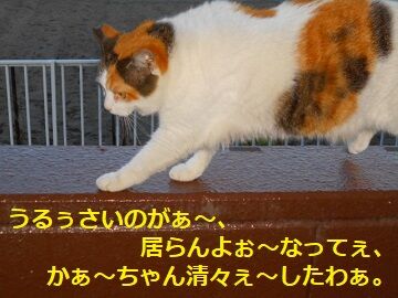 5月7日(37)仮
