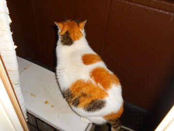 2月16日（51）仮