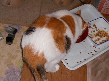 10月4日（22-9）仮