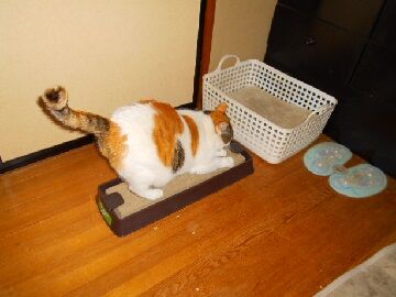 1月22日（71）仮