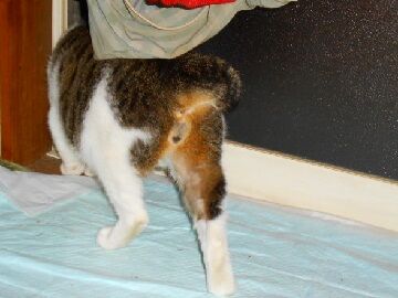 11月25日（9）仮