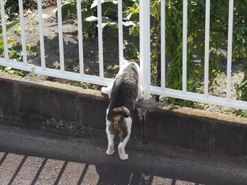 7月10日（15）仮