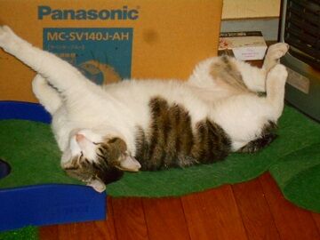 5月26日（33）仮