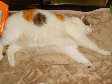 5月29日（33）仮