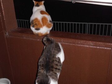 10月4日（5-9）仮