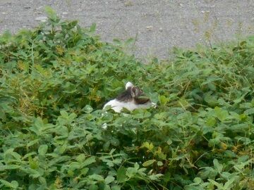 9月15日（15-1）仮