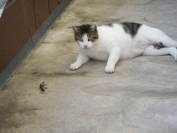 9月30日（6-3）仮