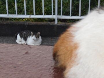 8月25日（11）仮