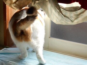 9月26日（44）仮