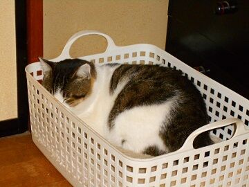 12月8日（36）仮