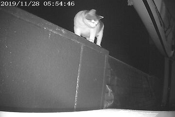 11月28日（38）仮