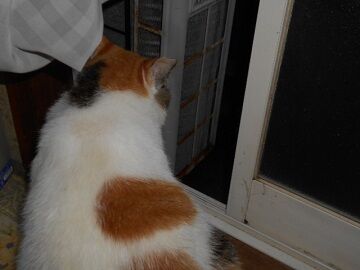 7月26日（60）仮