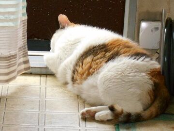 6月23日（34）仮