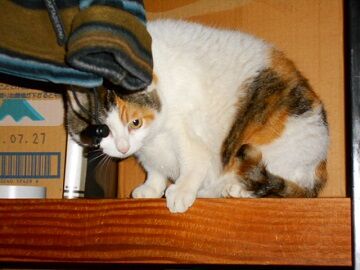 4月29日（19）仮