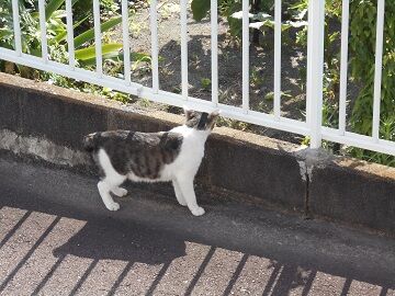 7月10日（13）仮