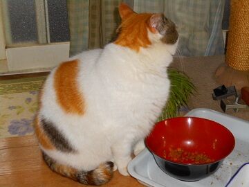 3月27日（19）仮