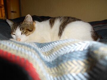 4月10日（12）仮