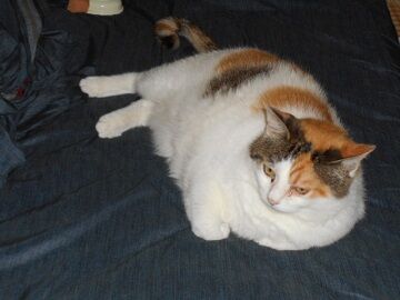 6月29日（22）仮