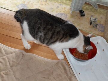 9月15日（7-5）仮