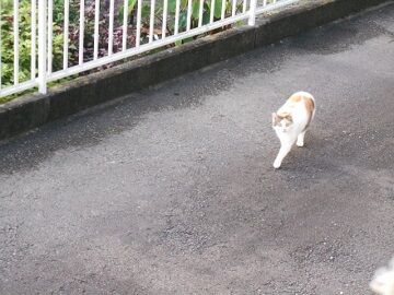 9月14日（6-12）仮