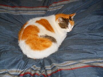 1月26日（15）仮