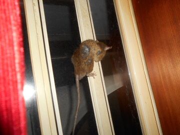 9月4日（117）仮