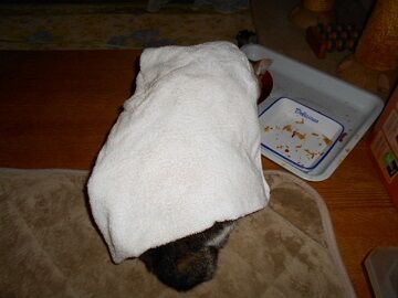 3月10日（14）仮