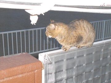 5月10日（52）仮