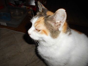 8月17日（47）仮