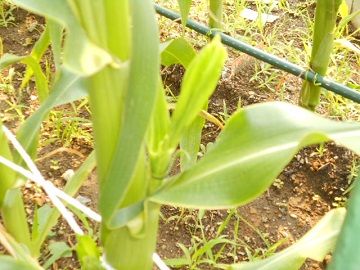 DSCN3768