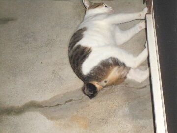 7月19日（57）仮