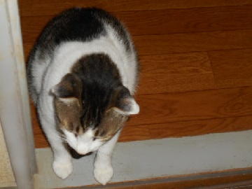 7月26日（58）仮