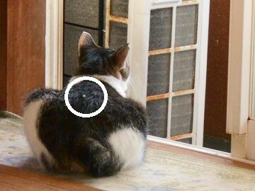 9月11日（6-1）仮