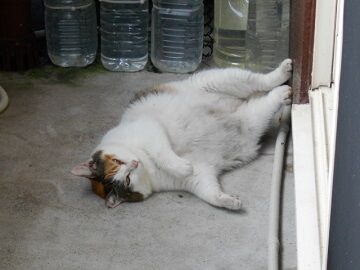 8月17日（19）仮