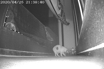 4月25日（24）仮