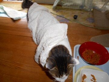 10月14日（10）仮