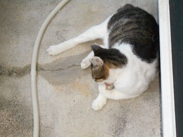 10月4日（55）仮