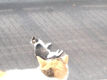 6月21日（12）仮