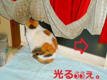 12月15日（31）仮