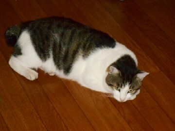 9月16日（29）仮