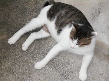 8月25日（15）仮