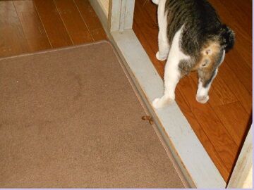 9月13日（45）仮