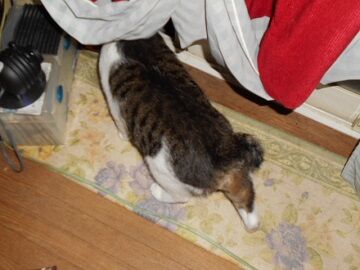 9月17日（2-4）仮