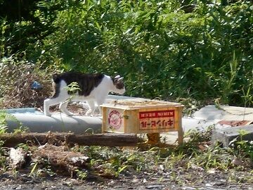 7月10日（25）仮