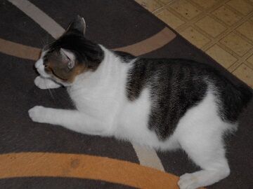 10月2日（10-1）仮